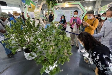 2026年泰国曼谷大麻展-亚洲国际大麻论坛AIHEF(Asia International Hemp Expo & Forum)展示范畴