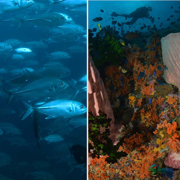 2026巴黎海洋沙龙：探索深海极致冒险