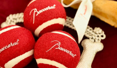 纽约巴卡拉酒店：钻石成狗狗挚友