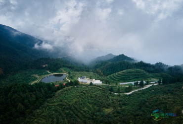 湖北通山：一片茶叶的成长，一条产业链的深化，一方水土的振兴