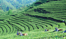 四川茶叶分布，你了解透了吗？| 省情研究所·风物志